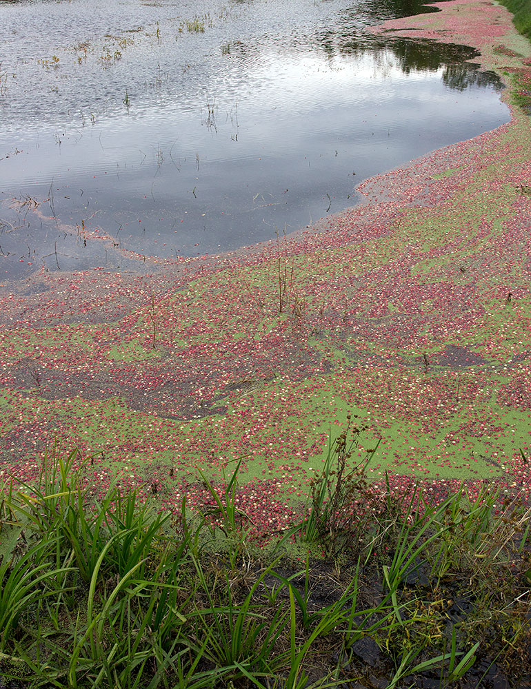 Flooded Cranberry Field
