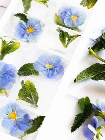 pansy ice cubes in ice cube tray