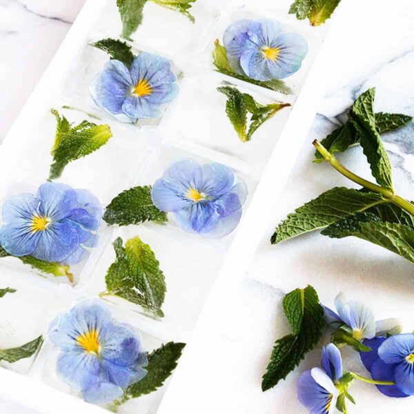 pansy ice cubes in ice cube tray