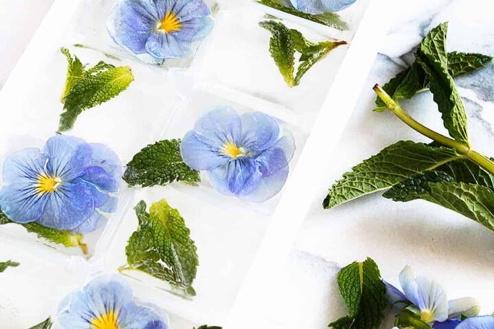 pansy ice cubes in ice cube tray