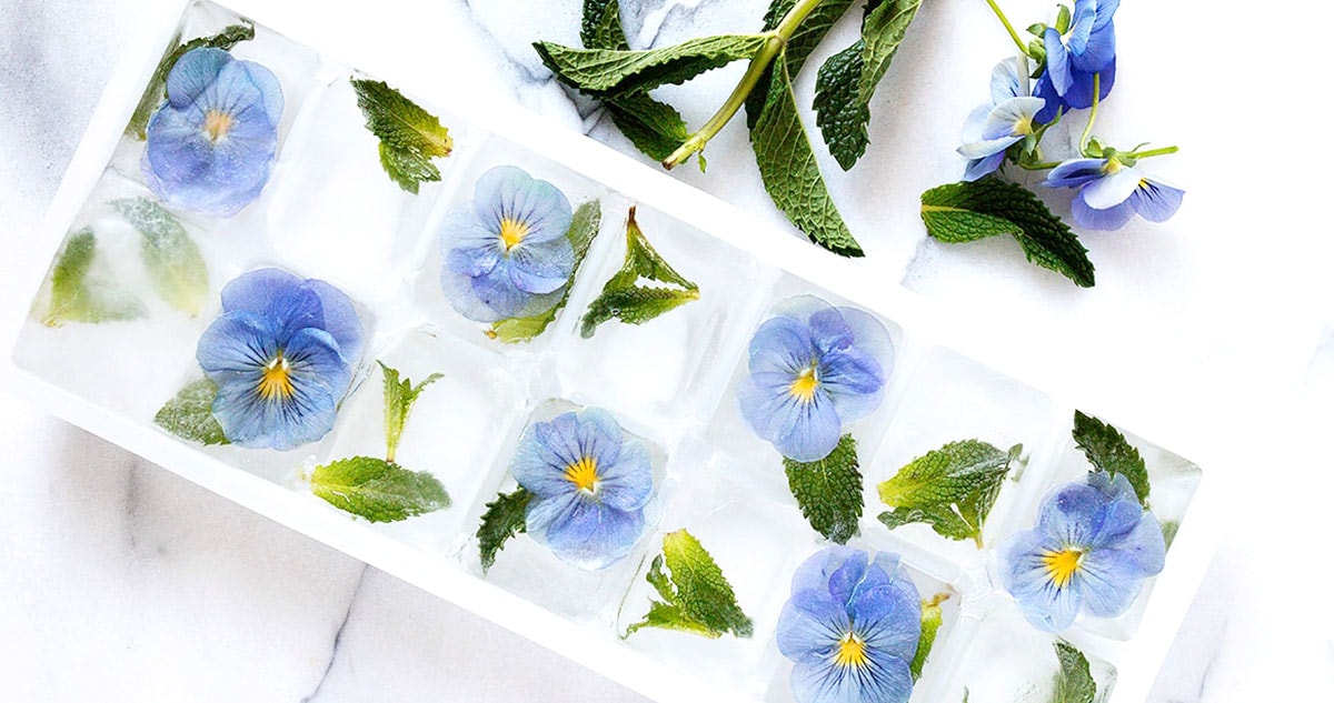 pansy ice cubes in ice cube tray